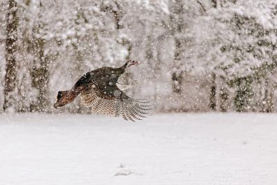 winter turkey count.jpg