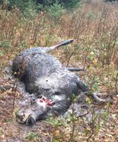 Reward offered in poached moose case