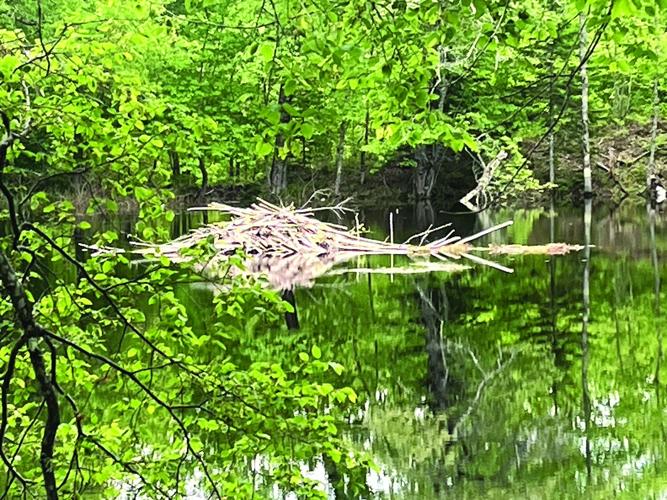 Hiking - beaver pond in the Chain of Ponds Community Forest