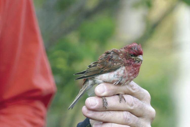 purple finch