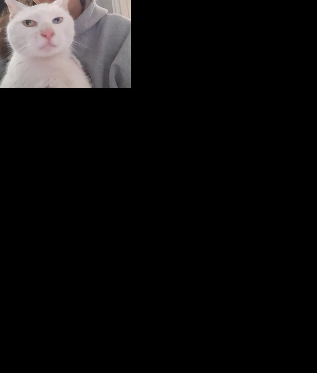 Turtle the cat is reunited with owner after 3 year absence