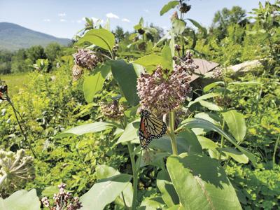pollinator monarch
