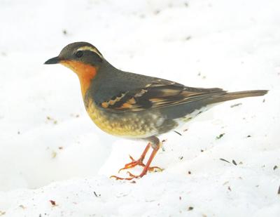 varied thrush