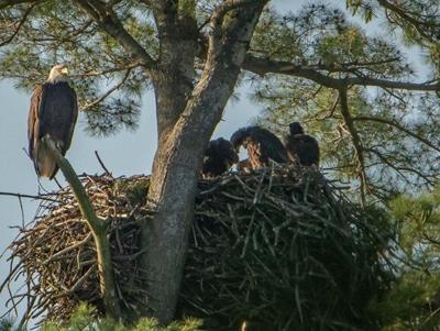 Dramatic bald eagle recovery