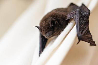 A bat hangs onto curtains in a home.