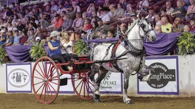 Allie Hussey carting at the Six-Horse Hitch Classic Series World Finals