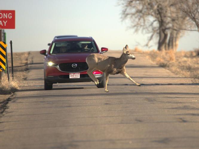 deerz_featured