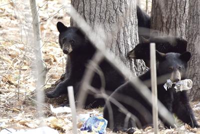 Bears in North Conway