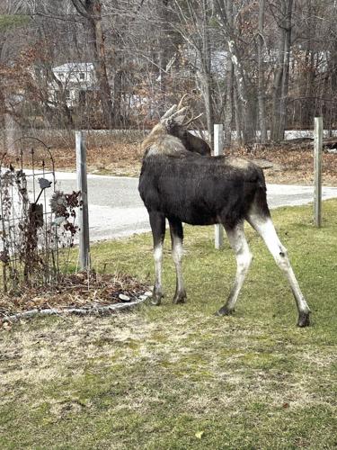 Moose 2.JPG