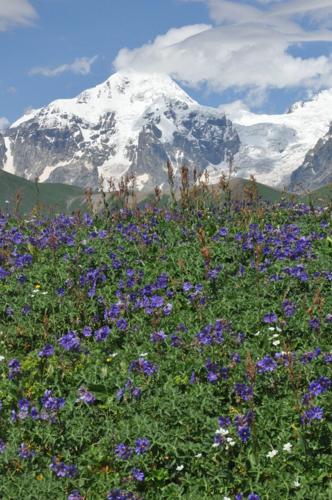 Alpine plants dying off despite mountain summits getting greener, reveals study
