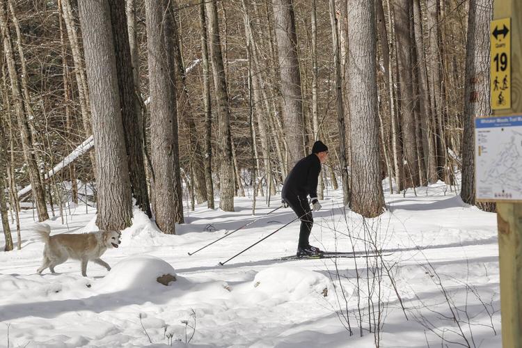 02-27-23 Whitaker Woods skier and dog