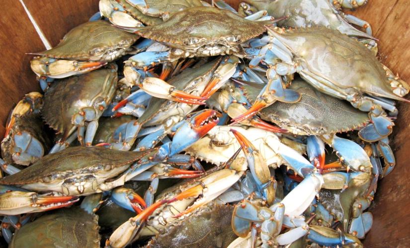 Young blue crabs hide in the shallows to avoid being eaten by cannibal cousins