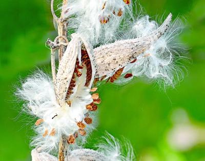 EP w41 garden column milkweed.tif