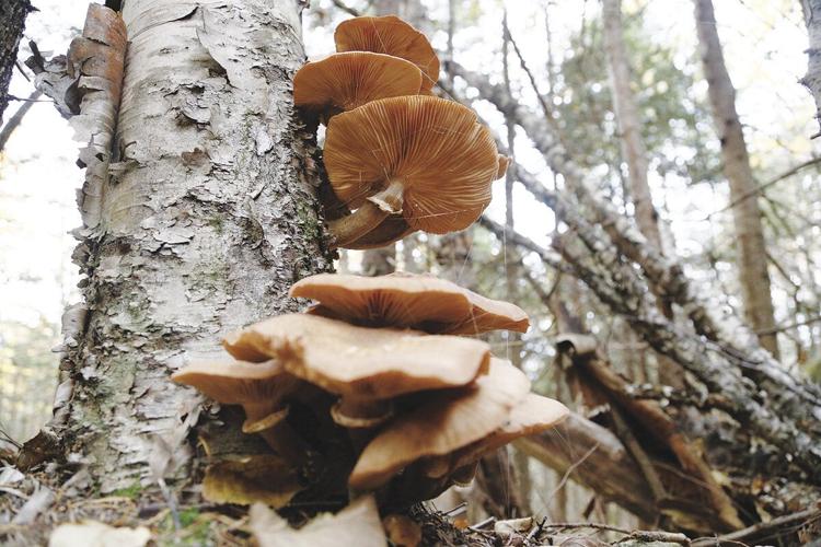 10-11-21 Willard Mushroom honey mushroom from below