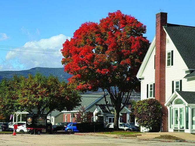 vito tree.jpg