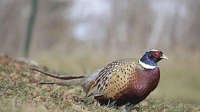 Fish and Game - Pheasant hunt