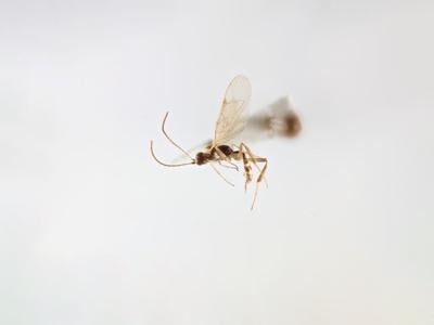 waspzatten_featured
