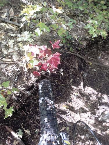 Wheel Family Fun - Crimson leaves on MCA's Lager's Trail