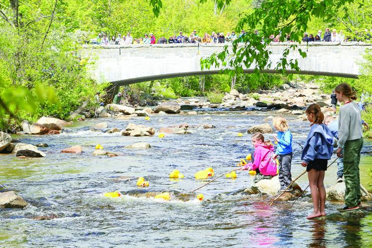 05-25-25 Wildquack large ducks wide