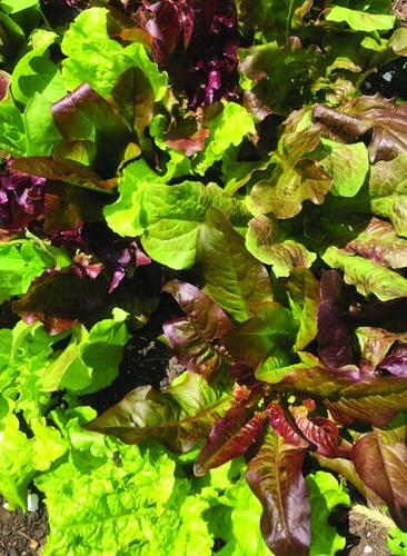 lettuce mix.jpg