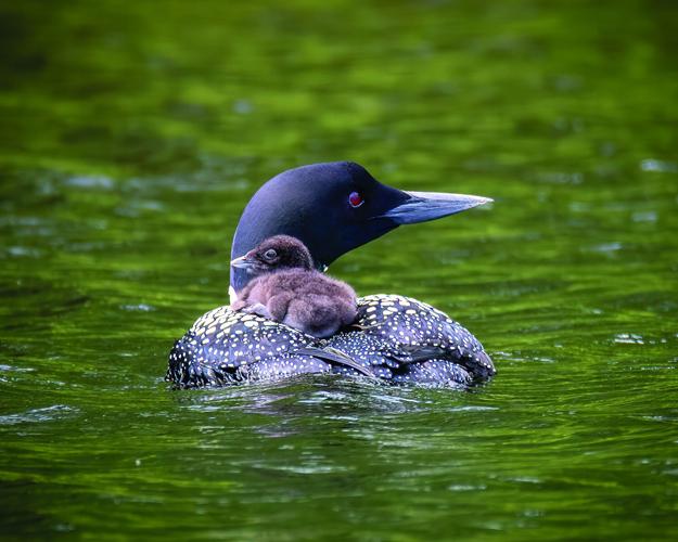 Wildlife - Third place - Loon and chick
