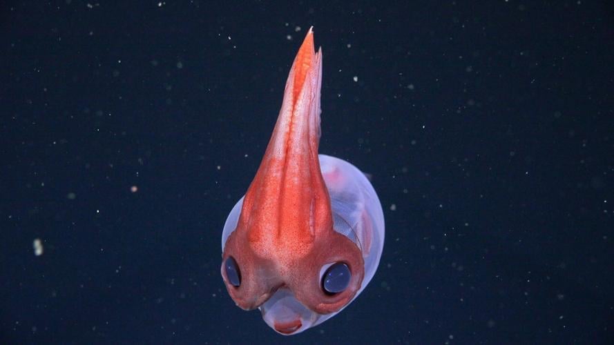Science expedition reveals adorable, cartoon-like squid