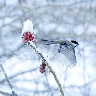 CL w52 lea new bird count