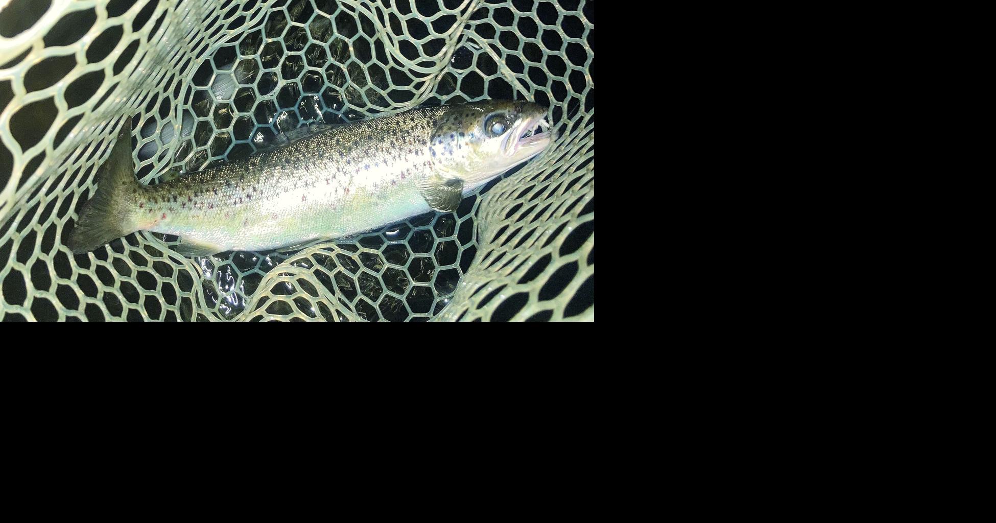 North Country Angling: Salmon and lake trout season enders | Fishing ...