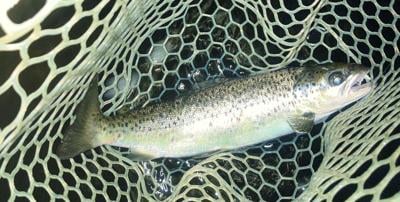 North Country Angling - landlocked salmon