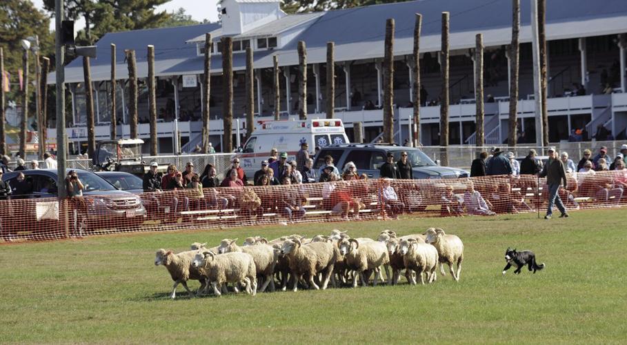 10-4 Fryeburg Fair_sheep dog.jpg