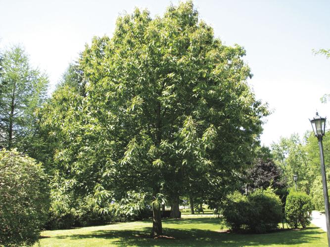 chestnut