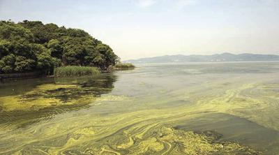 CYANOBACTERIA