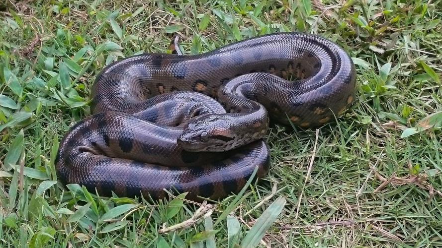 Anacondas have been giants for over 12 million years, reveals study