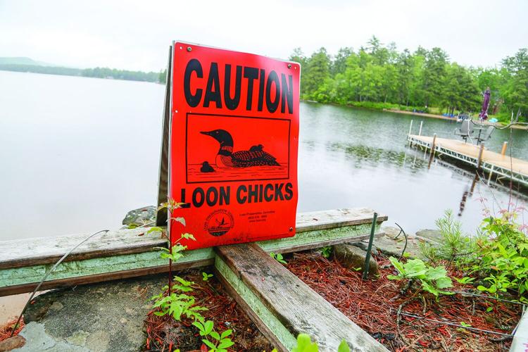 06-18-25 Ossipee Lake loon chick sign