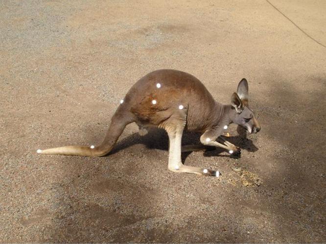 Kangaroos fix their posture to save energy while hopping at high speed, shows study