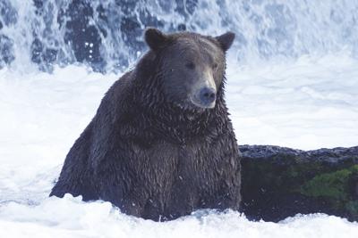 Bears of Katmai
