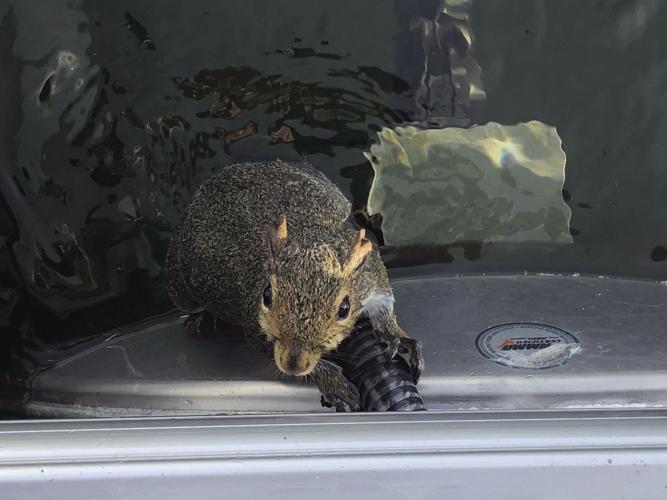 squirrel on Clay Groves boat