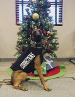 Jail dog Chloe gets her vest before Christmas