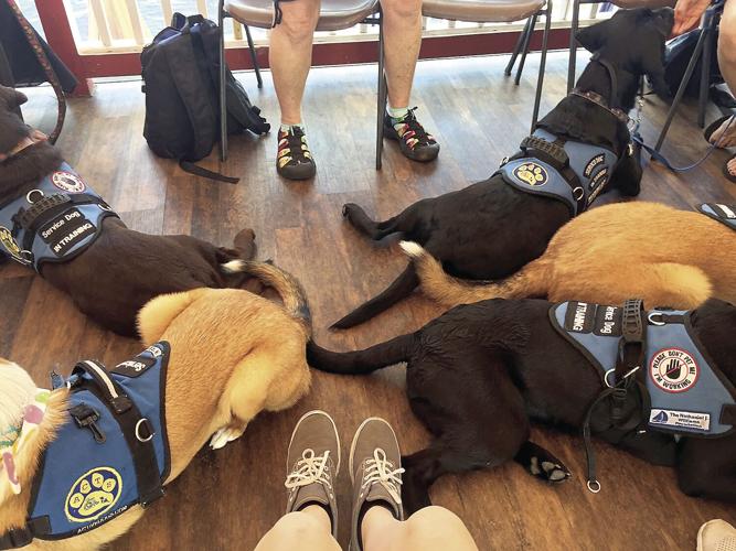 ACTS puppy raisers needed - puppy tails