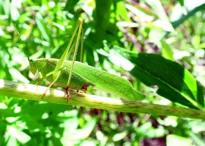 katydid