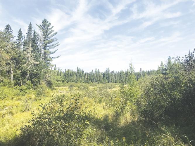 8-31-2024 Parsons-Bobcat Trail