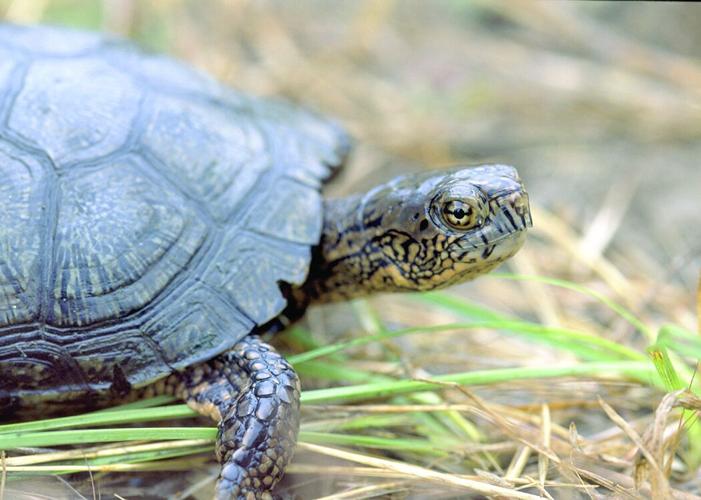 CL w32 dpl chewonki2.tif