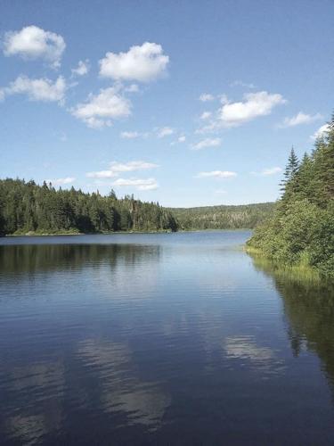 Little Bog -  Nash Stream.jpg