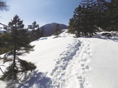 2-29-2020-Parsons-Mount Hedgehog