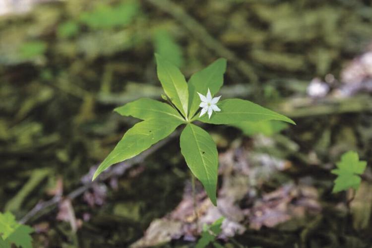 Hikers aid study on climate change, Applachian Trail Local News