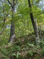 Ammonoosuc Conservation Trust acquires property in Stewartstown