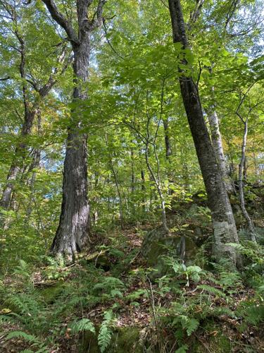 Conservation trust acquires nearly 260 acres