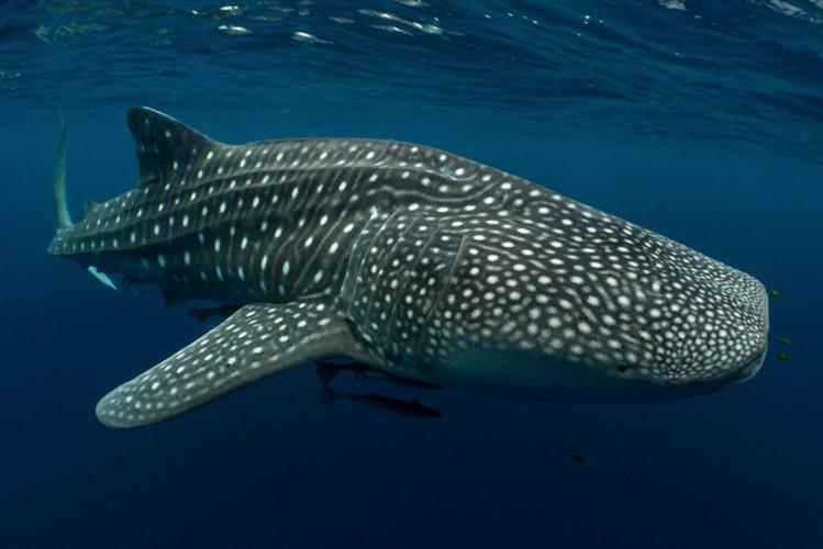 Four out of five endangered whale sharks “have human-caused scars”