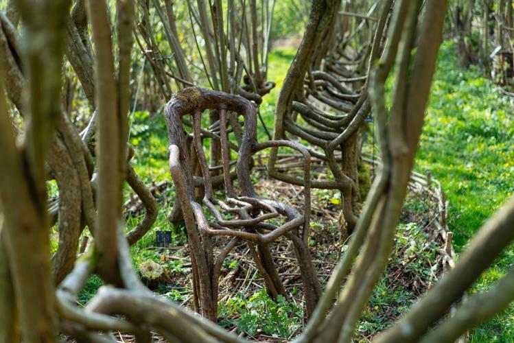 Britain’s first furniture orchard growing trees into chairs