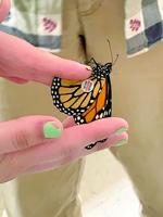 Lovell butterfly makes its way to Mexico